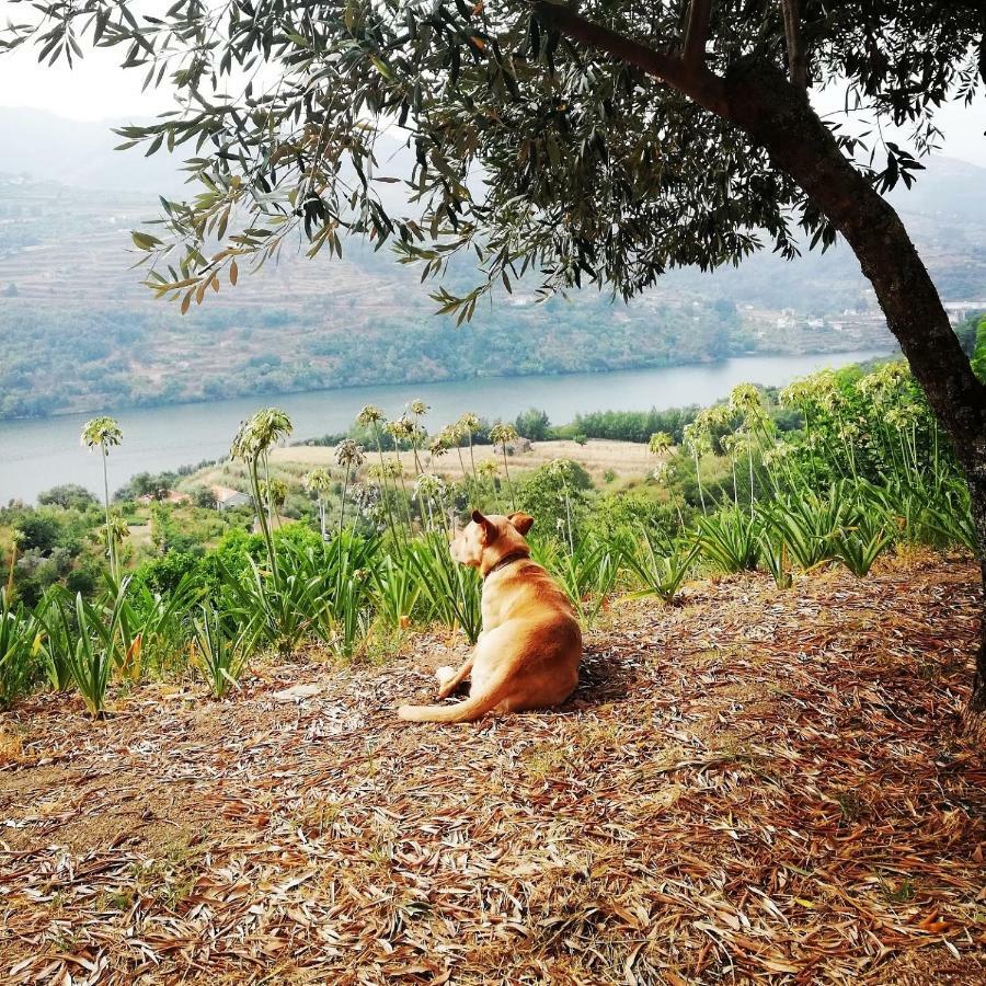 Casa Da Mouta - Douro Valley Baião Екстериор снимка